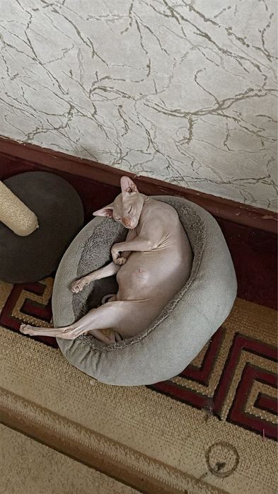 Бронь котят сфинкса