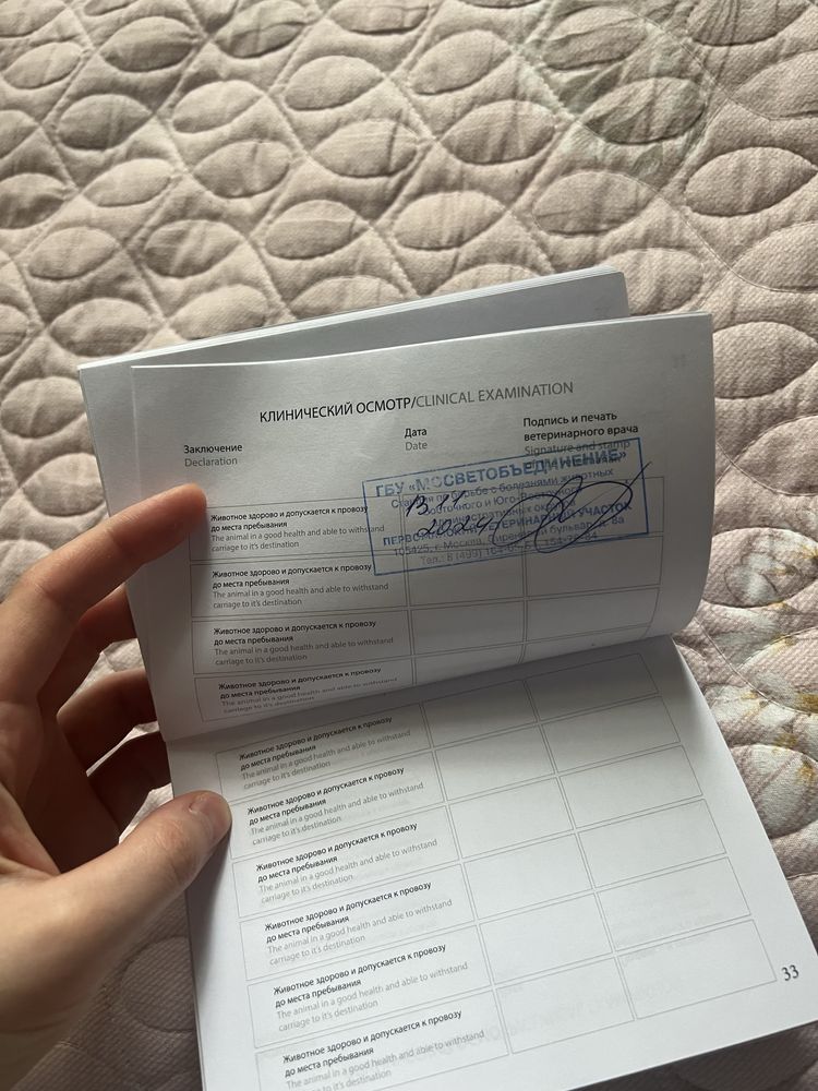 Британец короткошёрстный