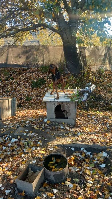 Продавам балканско гонче