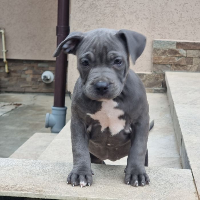 American Staffordshire Terrier (Amstaff)
, puiul va părăsi cuibu