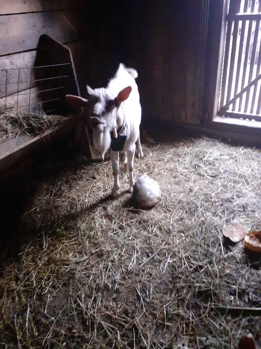 Țap sannen 1an jumate