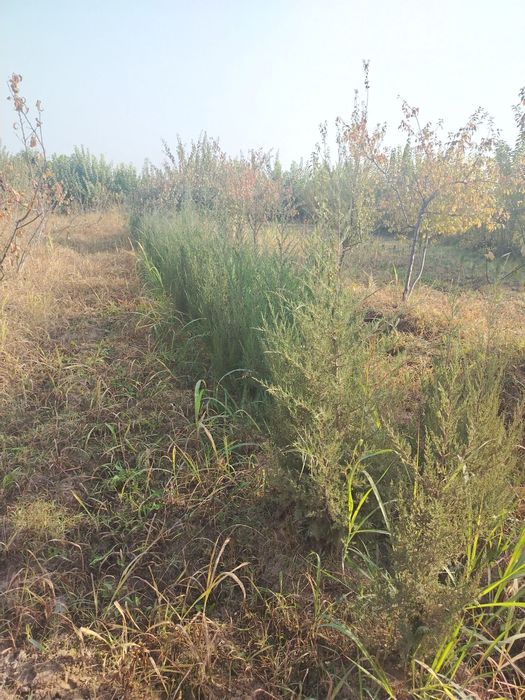 Archa majvelnik sotiladi