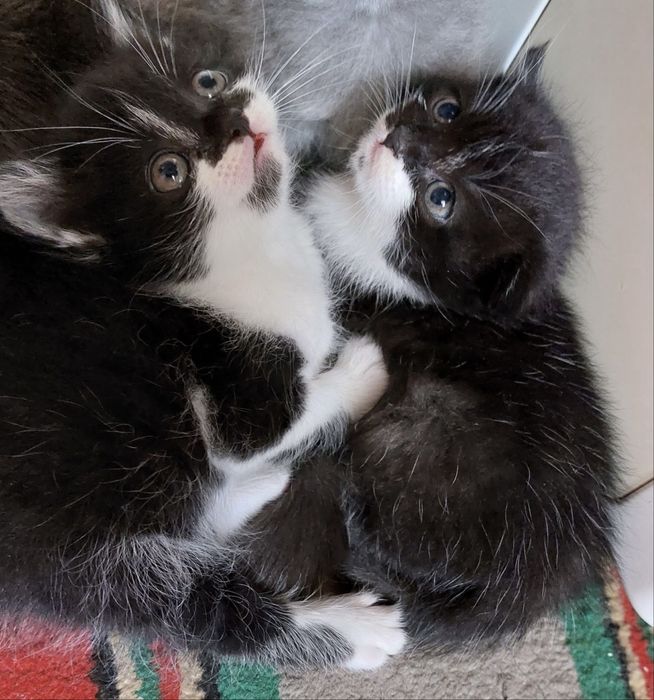 Продаютьсч котята