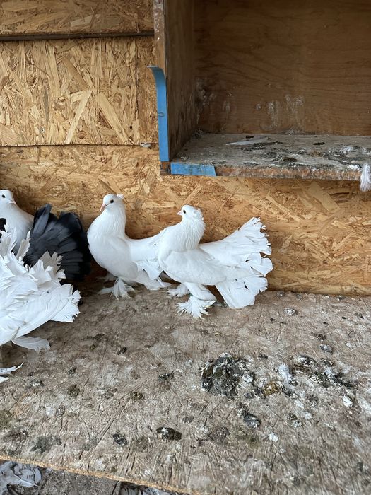 Porumbei voltati indieni