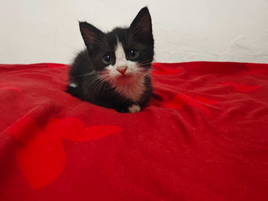 Adopție pisoi de 6 săptămâni