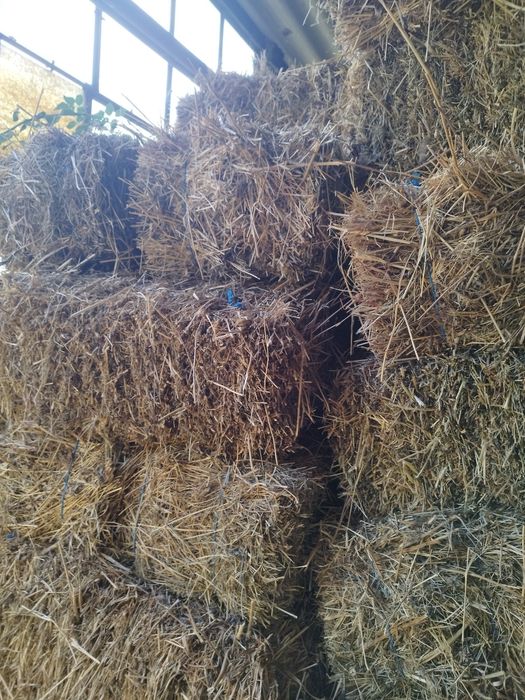 Baloti trifoi lucerna