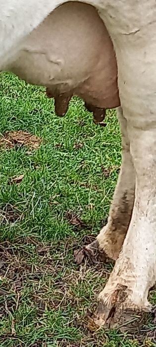 Vând Vacă bună de lapte și foarte cuminte, se mulge la mână.