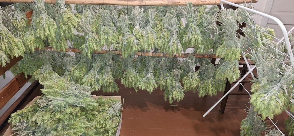 Чай Мурсалски Чай