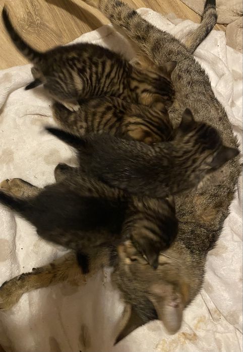 Donez 4 pui de pisica+mama. GRATUIT