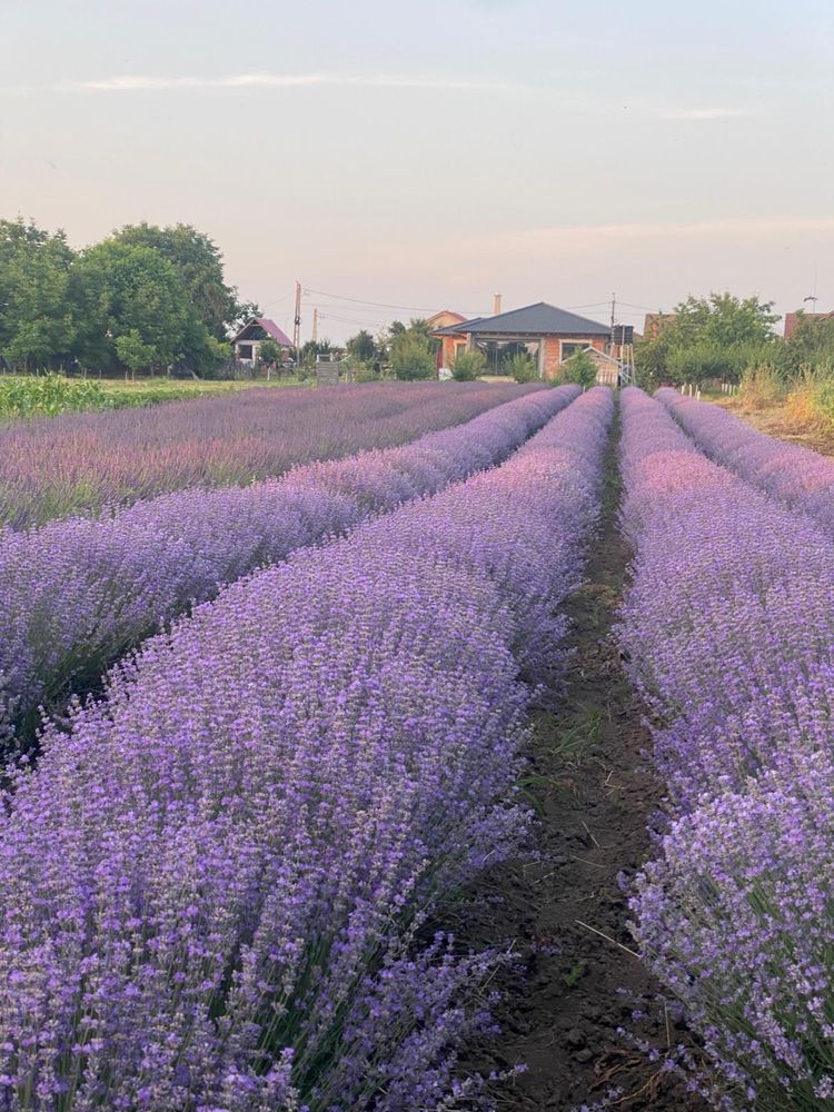 Butasi lavanda de vanzare