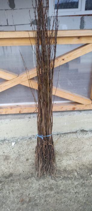 Puieți salcâm frasin tei fag carpen stejar mesteacăn plop brad molid