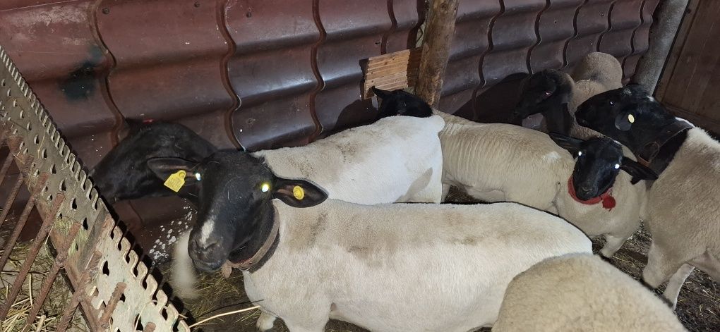 De Vânzare Oi Dorper