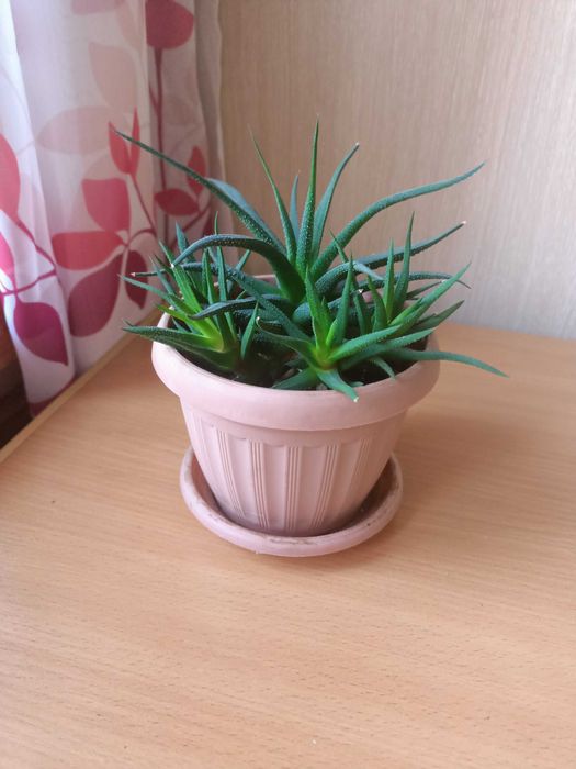 Хавортия. Комнатное растение