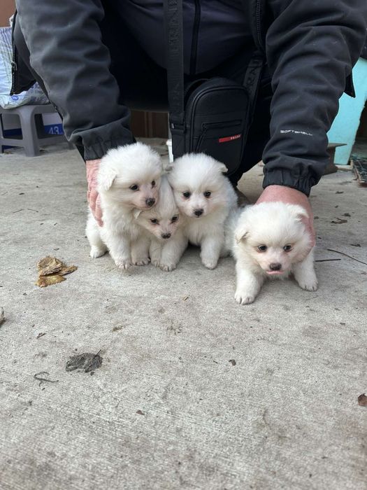 Среден немски шпиц