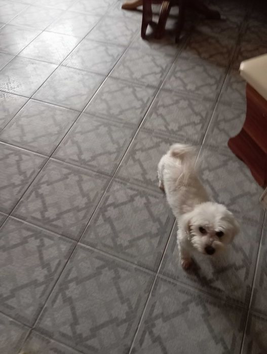 Bischon Maltese Feminin