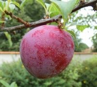 Pomi fructiferi deosebiti Cais soiul Apeikyra