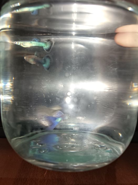 japan blue tail guppy малёки
Narxi kelishiladi optom