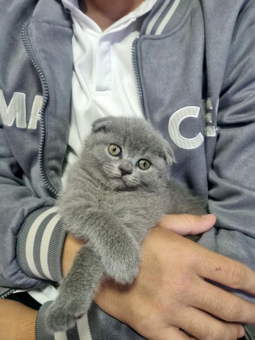 Продаётся котёнок Британский