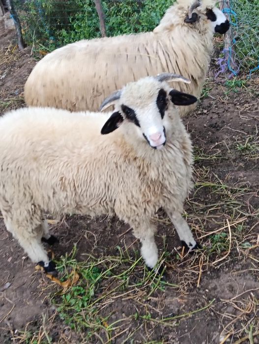 Vând sau schimb berbec.