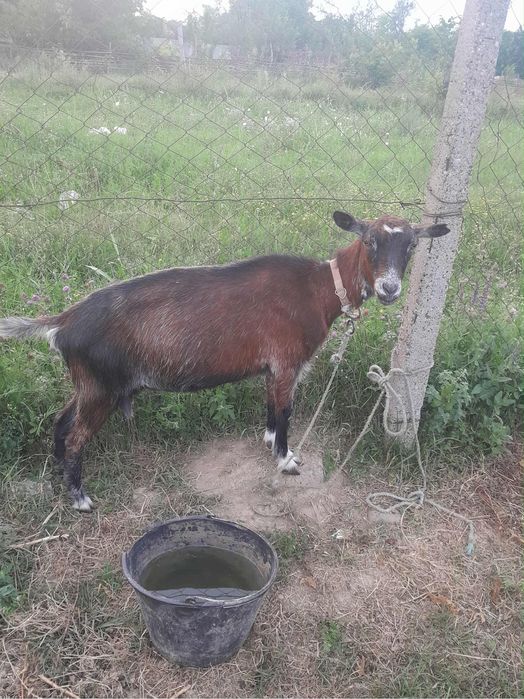 Vand capre si iedute din primavara