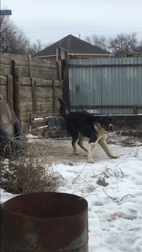 Алабай сатылады срочна