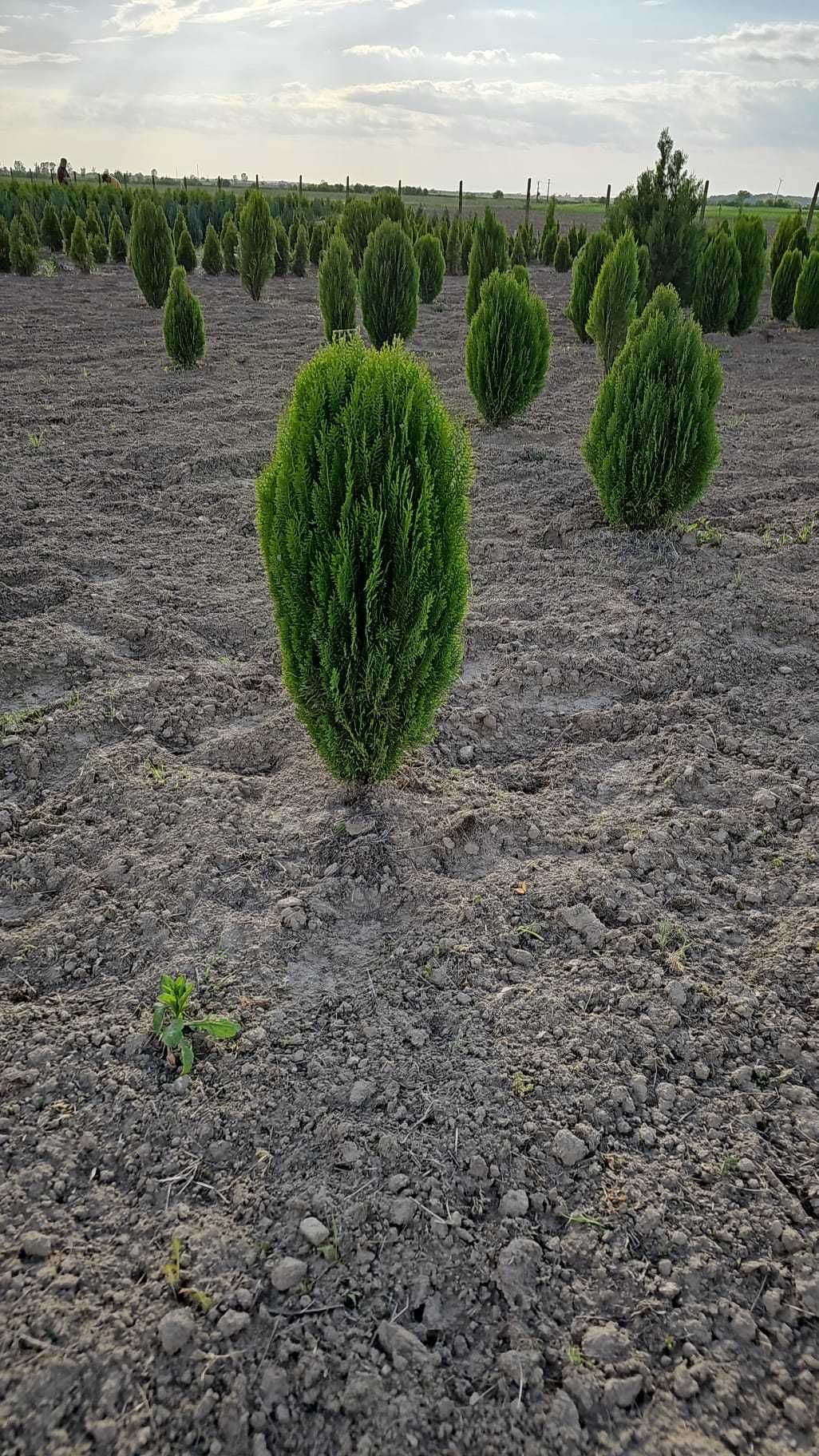 Vindem Tuia Columnaris