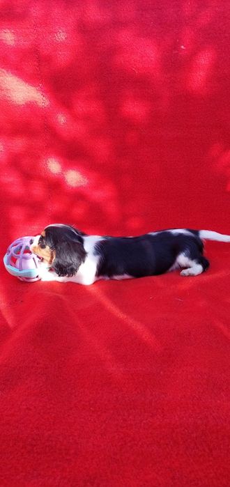 Кавалер кинг чарлз шпаньол.