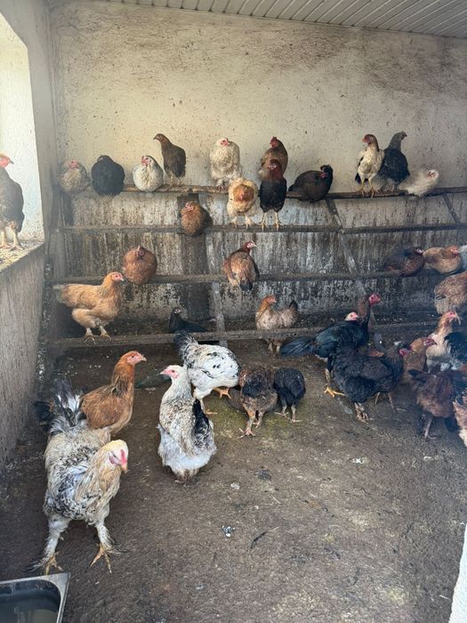 Продам домашних курей