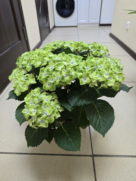 Продам комнатные цветы