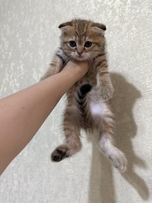 Scottish fold zolotaya shinshilla rassrockaga beriladi