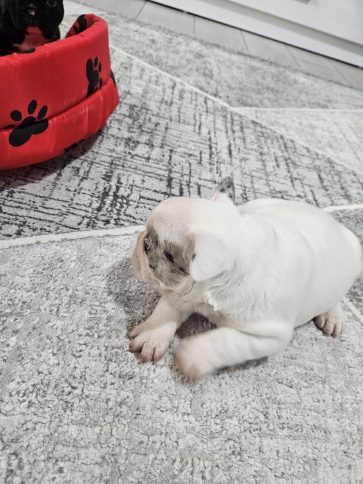 Френски булдог ,