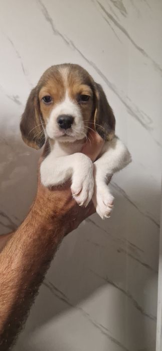 Catel beagle tricolor