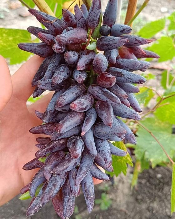 Halloween vita de vie