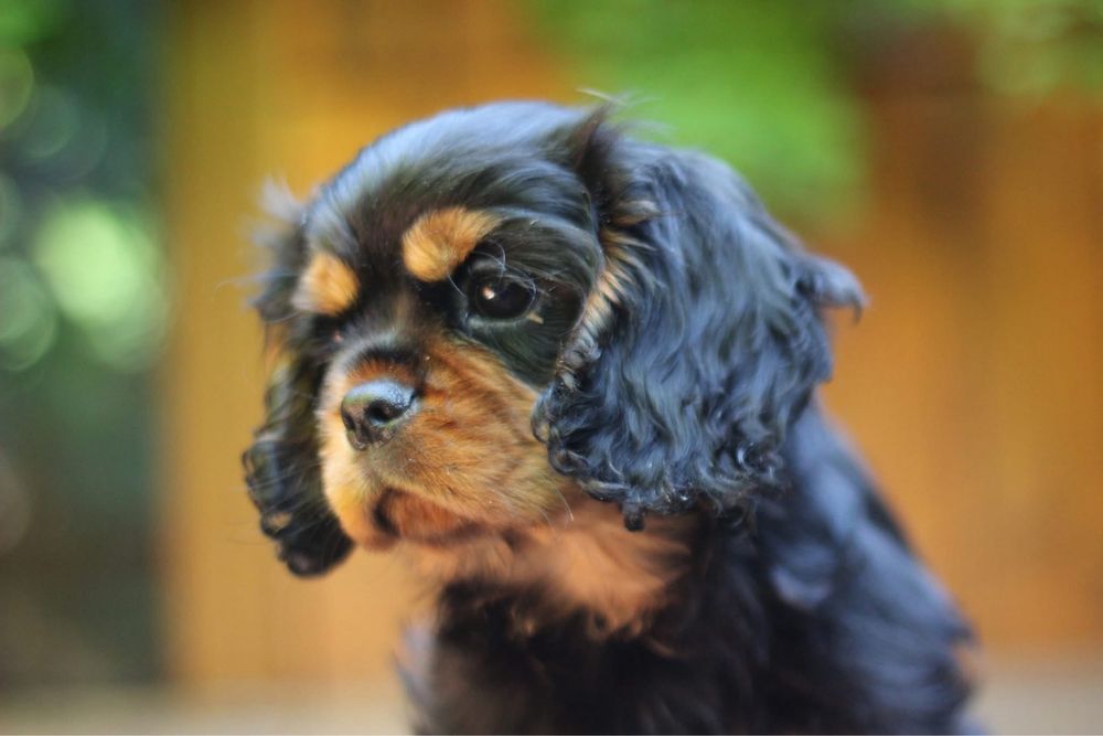 Кавалер кинг чарлз шпаньол black and tan