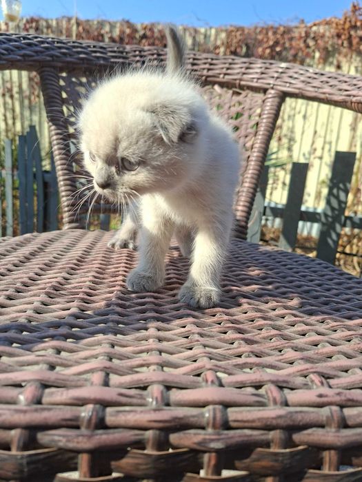 Котята есть мальчики и девочки