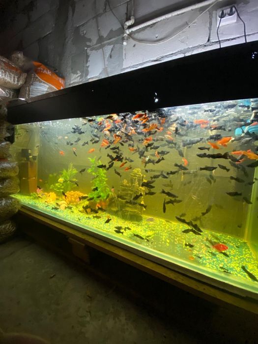 Pesti Xifori si Molly