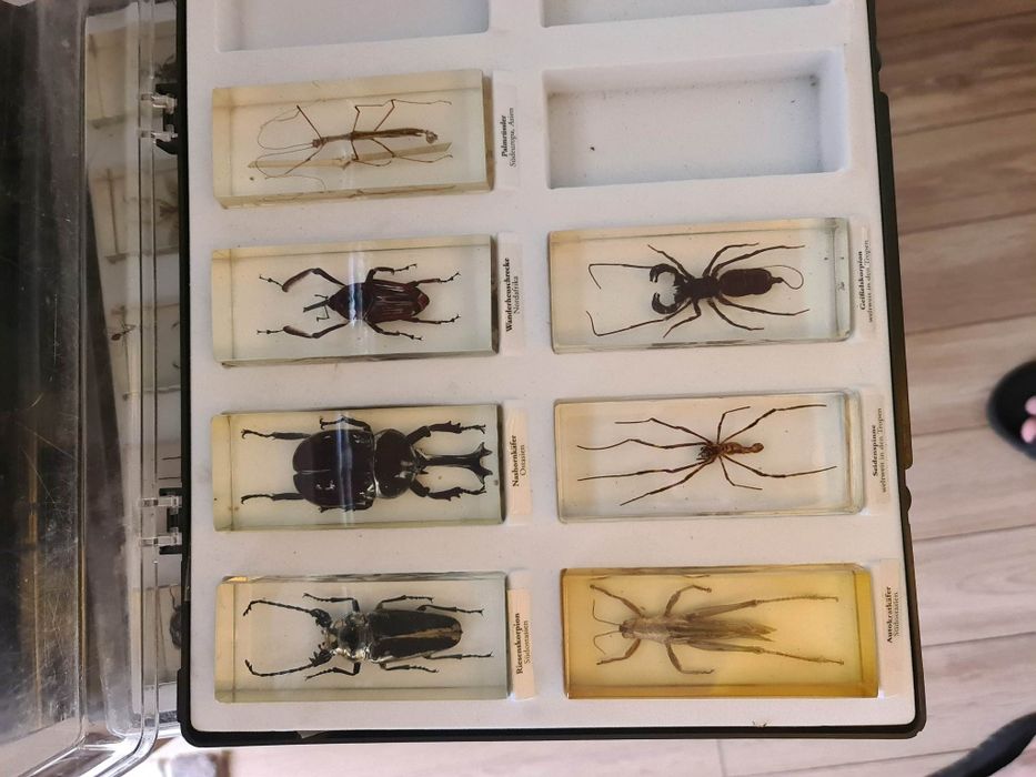 Колекция от препарирани насекоми