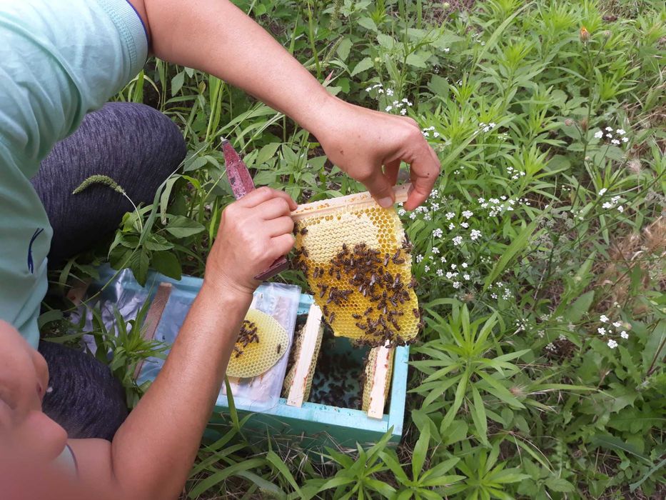 Пчелни майки, отводки и кошери по програмите 2026