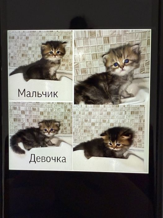 Мушуклар сотилади тоза зотли 100%