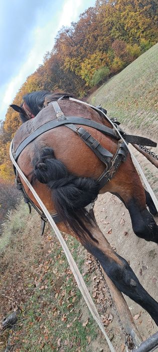 Manz ne castrat [armasar] mazu are 2 ani și jumate