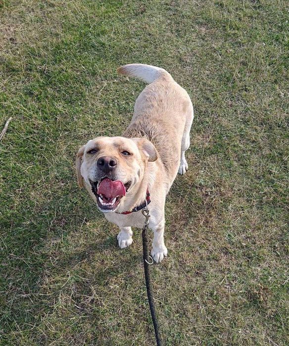 Donam caine Labrador