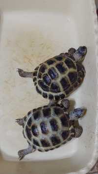Черепахи домашние