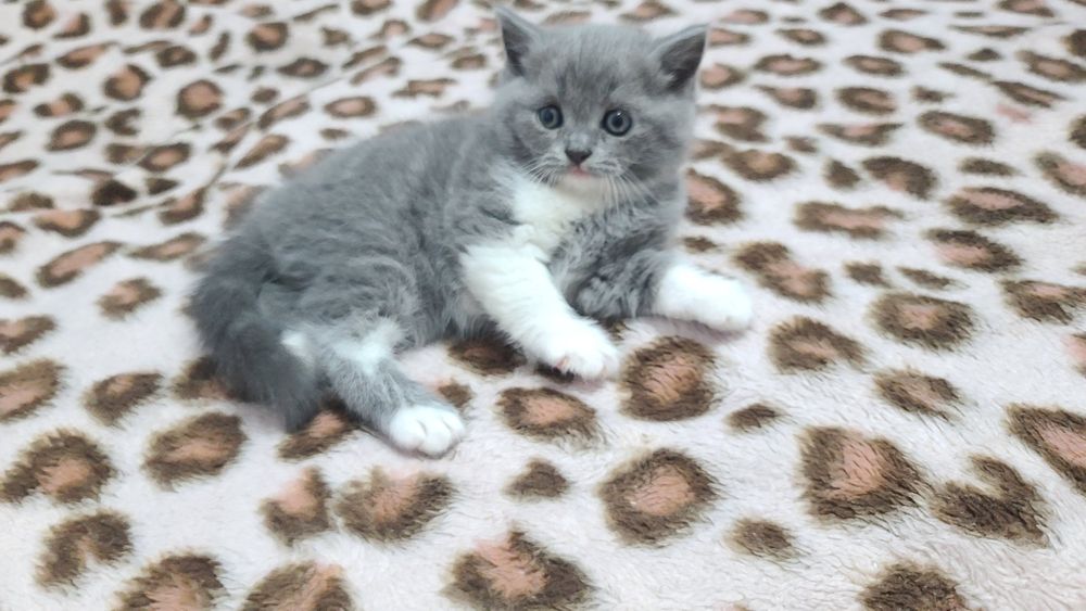 Шотландские котята Scottish Straight 1.5 месяца