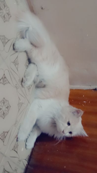 Yaxshi qollarga bereman  qiz , yuragi mexribin odamlar uchun