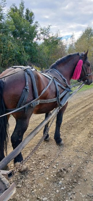 Manz de 3 ani jumate