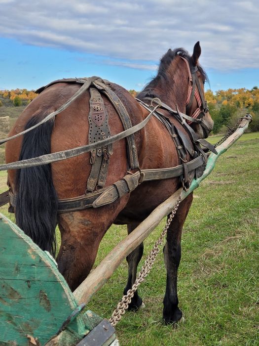 Mânză foarte bună de lucru