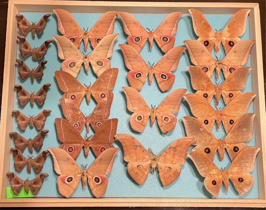 Колекция пеперуди
