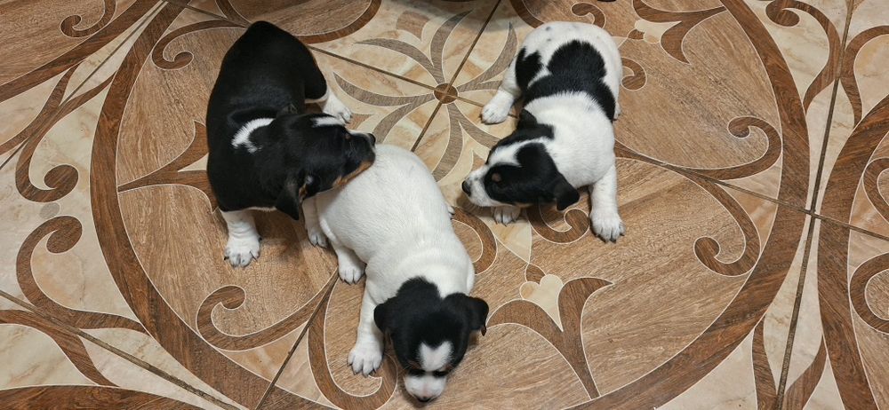 Продавам малки Джак Ръселчета