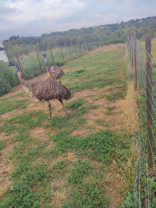 Vand Struți Emu.