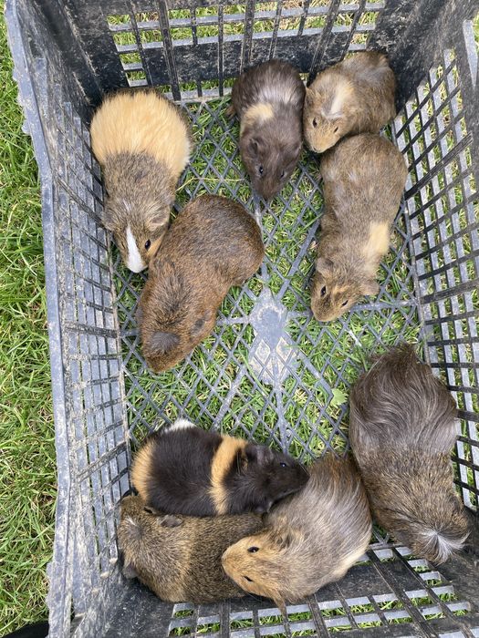 Porcușori de guineea